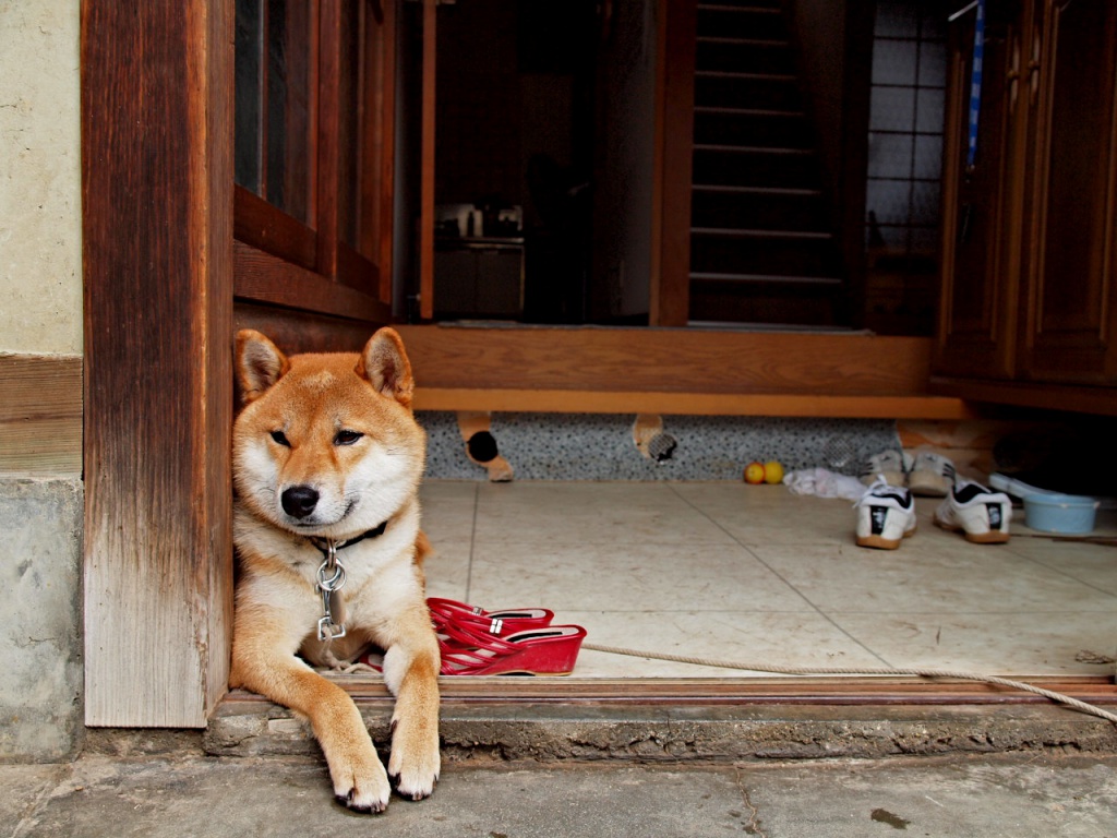 Shiba Divas